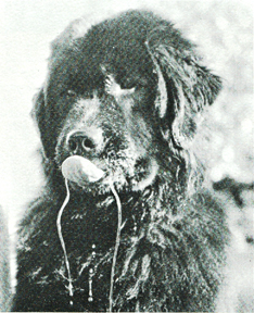 drooling newfoundland dog